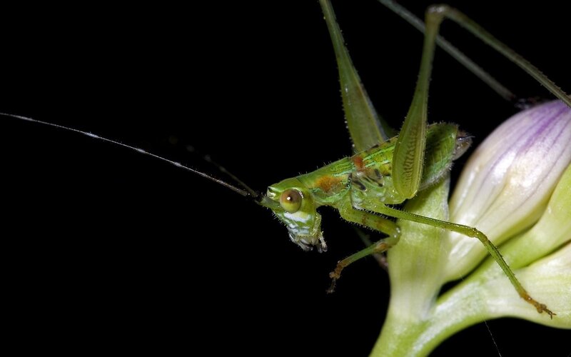 Green Katydid on Flower — Dramatic