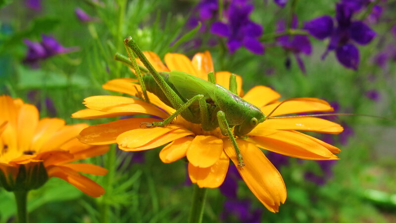 Green Katydid on Flower — Natural