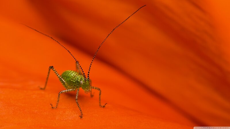 Green Katydid on Flower — Orange, Calm