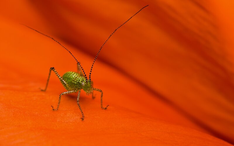 Green Katydid on Flower — Orange
