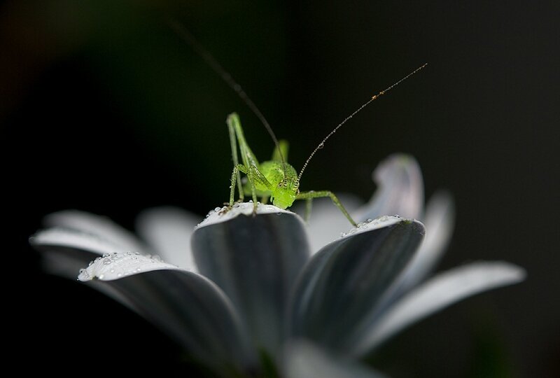 Green Katydid on Flower — Serene