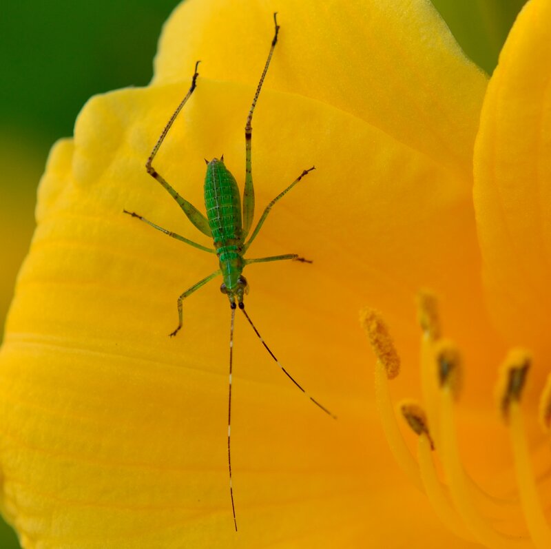 Green Katydid on Flower — Yellow