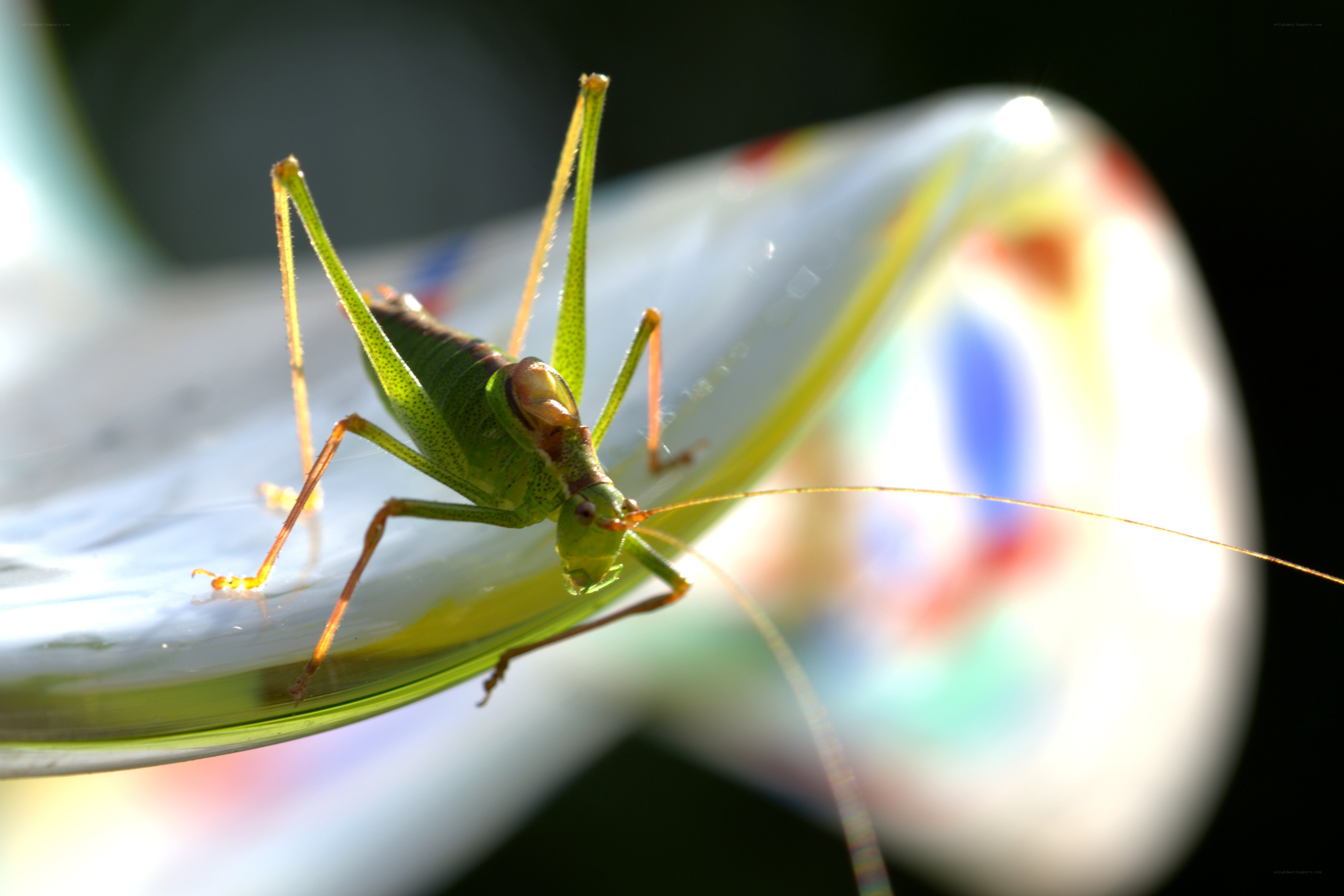 Green katydid on glass