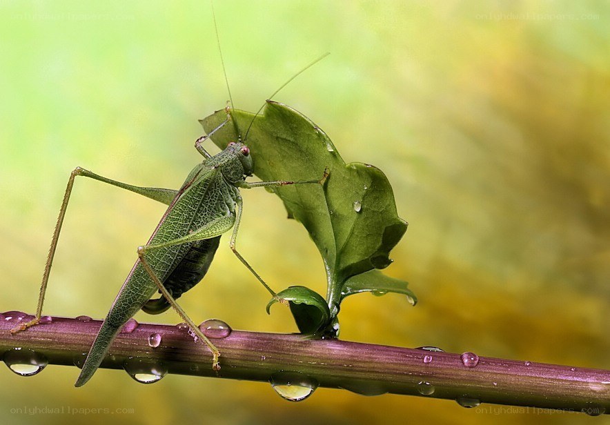 Green katydid on leaf