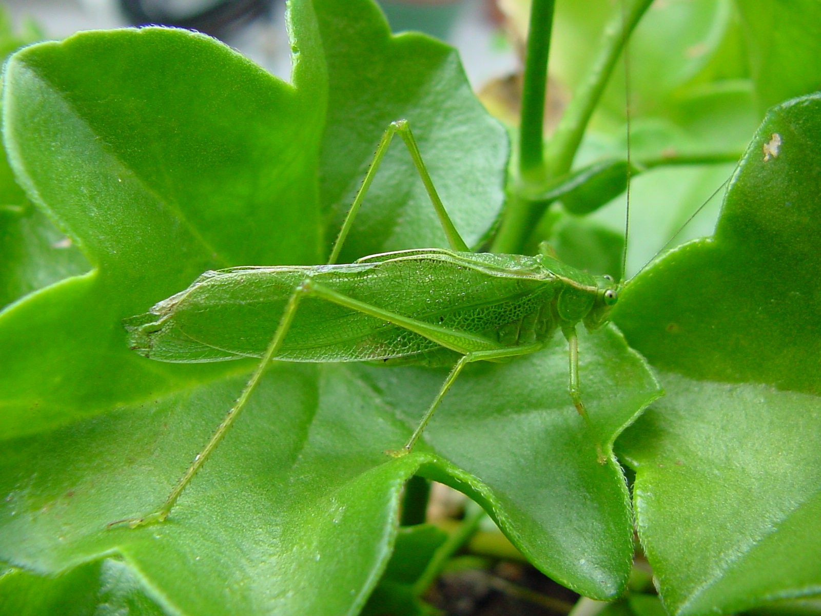 Green katydid on leaf