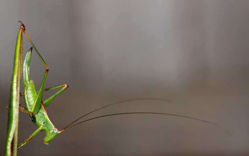 Green Katydid on Leaf — Calm, Photograph, Insect
