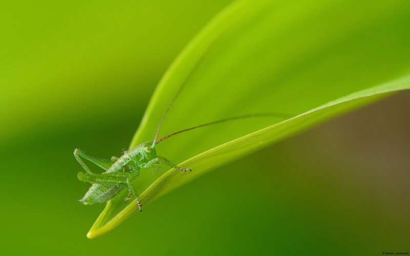 Green Katydid on Leaf — Calm, Photograph