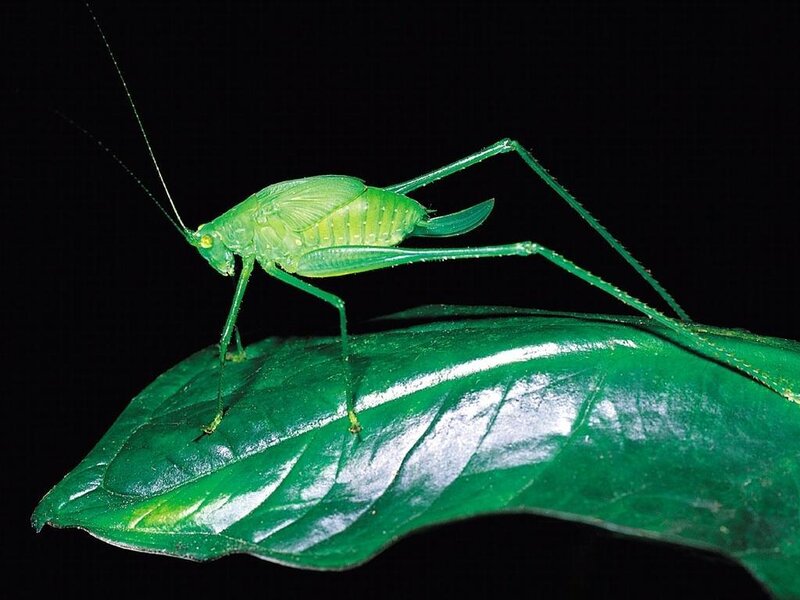 Green Katydid on Leaf — Dramatic