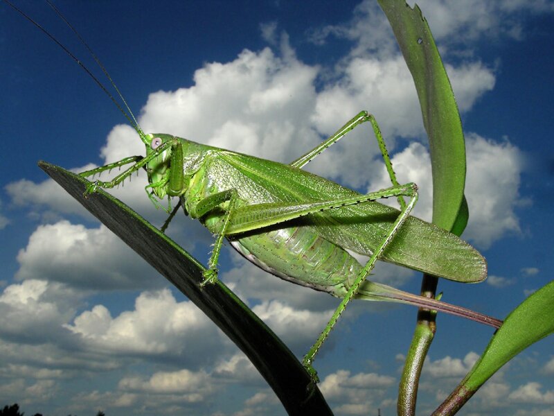 Green Katydid on Leaf — Natural, Afternoon, Photograph, Clouds