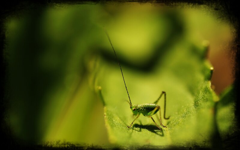 Green Katydid on Leaf — Natural, Photograph, Insect