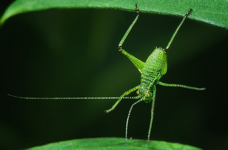 Green Katydid on Leaf — Natural, Photograph