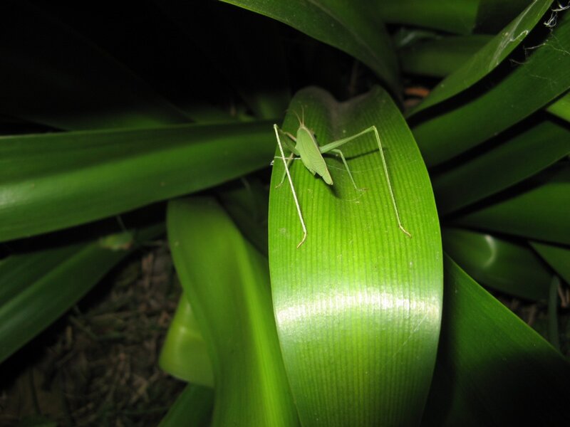 Green Katydid on Leaf — Natural