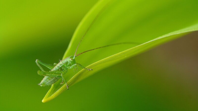Green Katydid on Leaf — Serene, Photograph