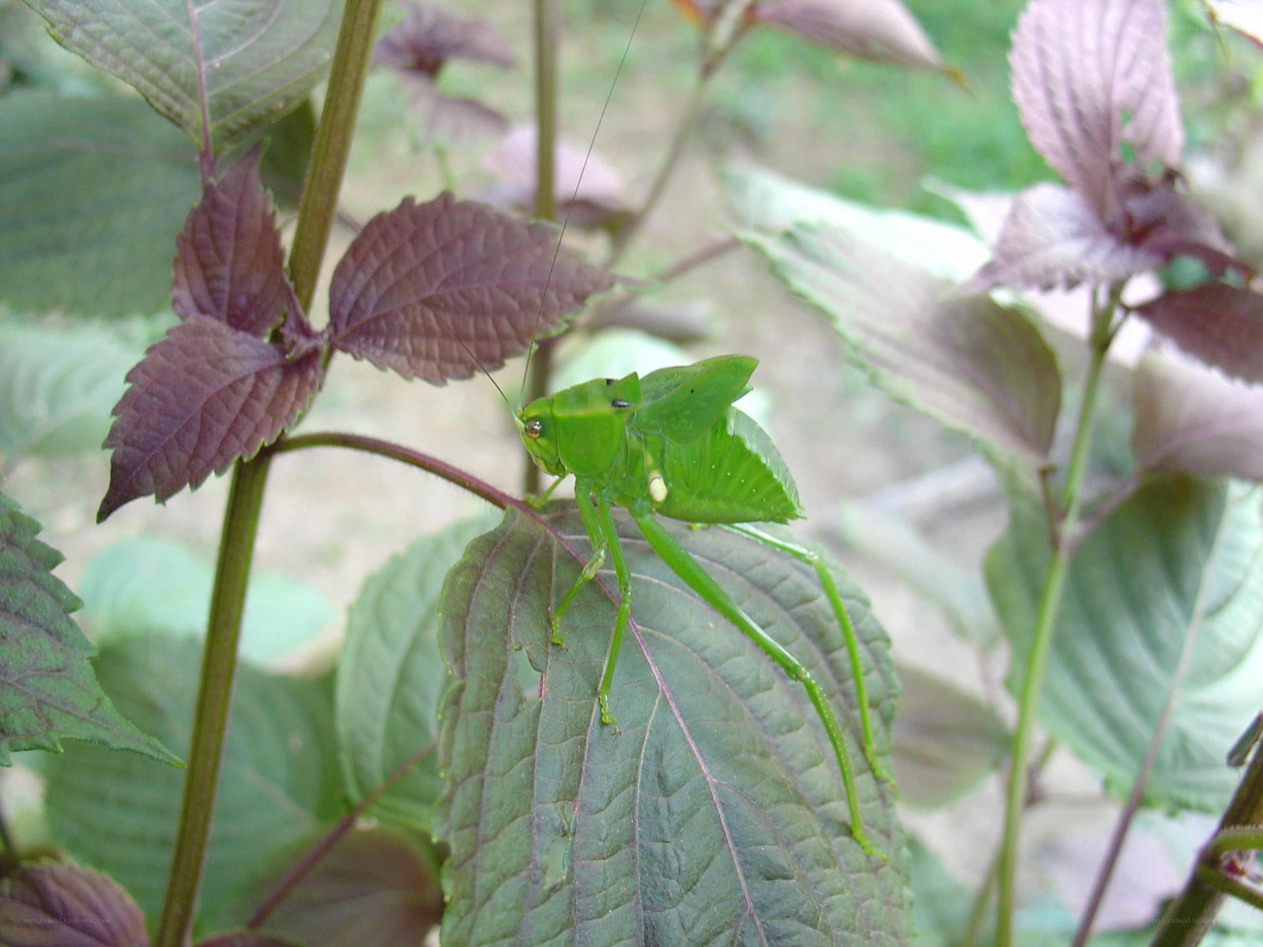 Green katydid on leaf