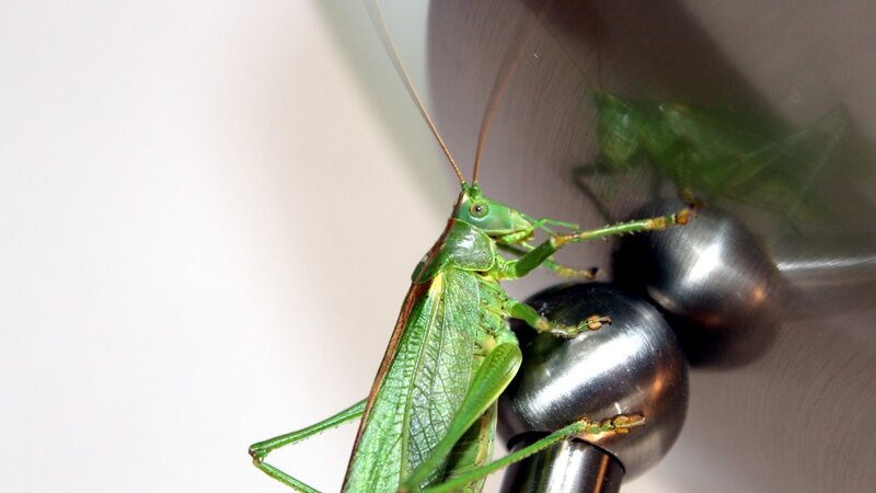 Green katydid on metal surface