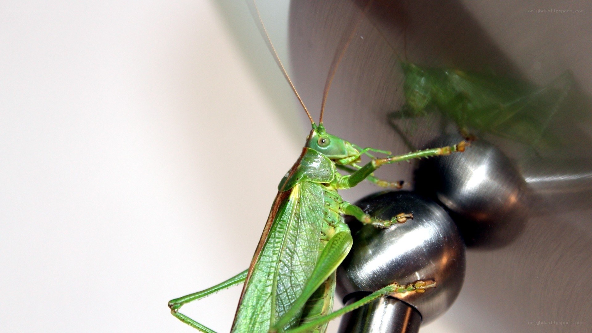 Green katydid on metal surface