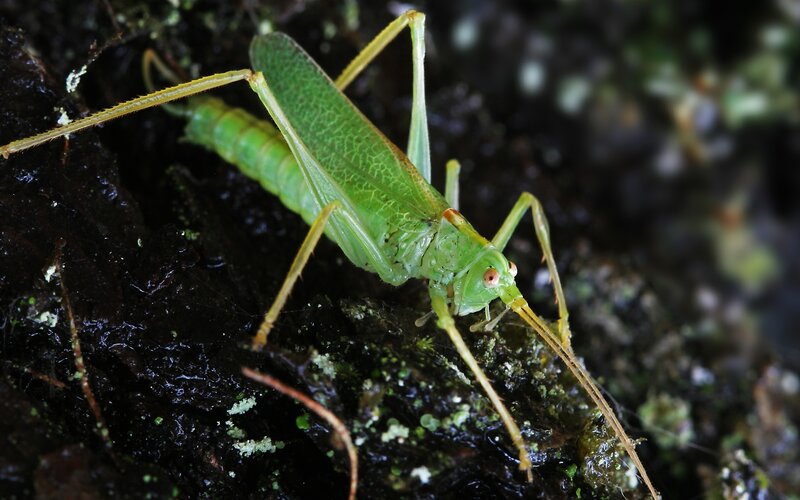 green katydid on mossy surface