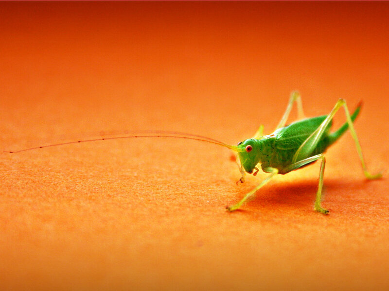 Green Katydid on Orange