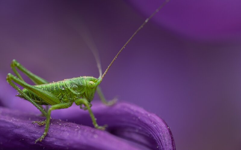 Green Katydid on Purple Flower