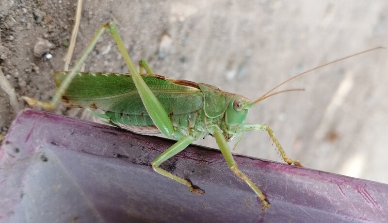 Green Katydid on Purple Leaf
