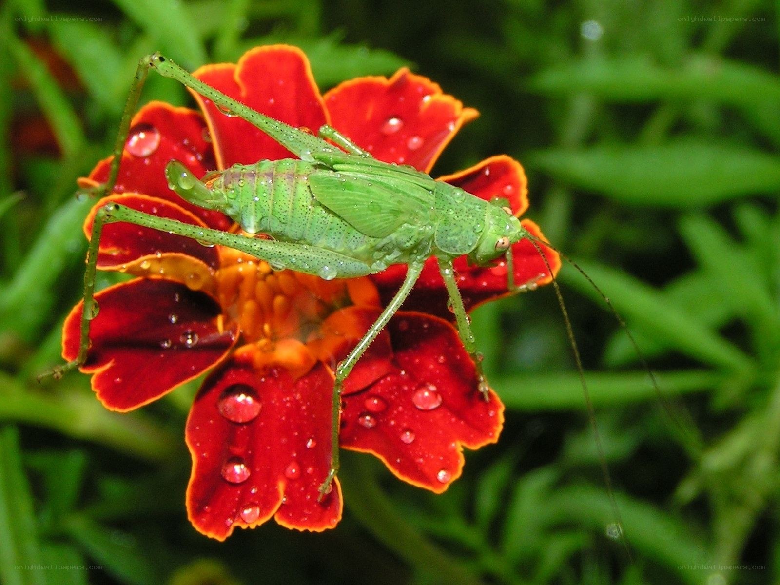 Green katydid on red flower