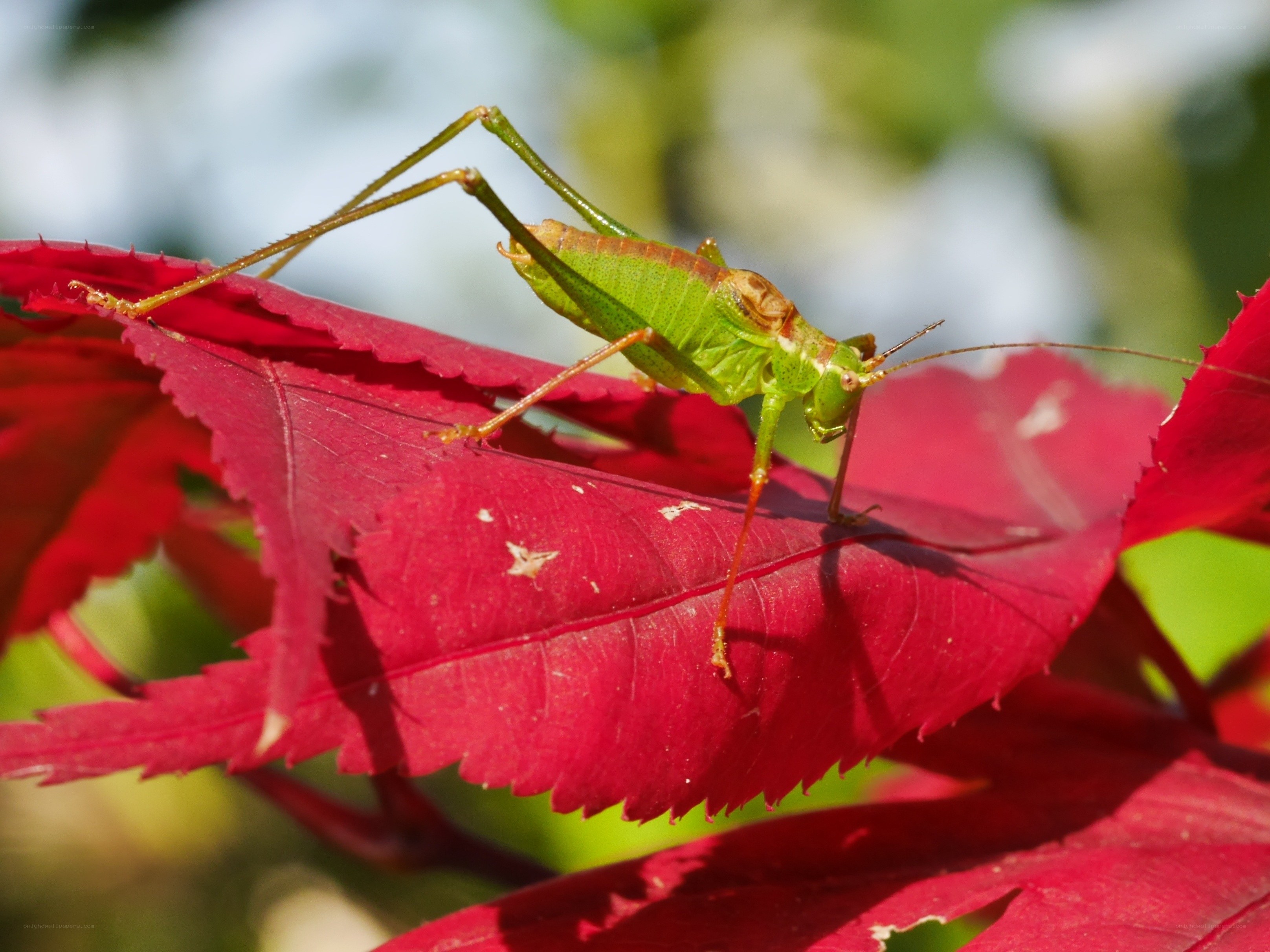 green katydid on red leaf