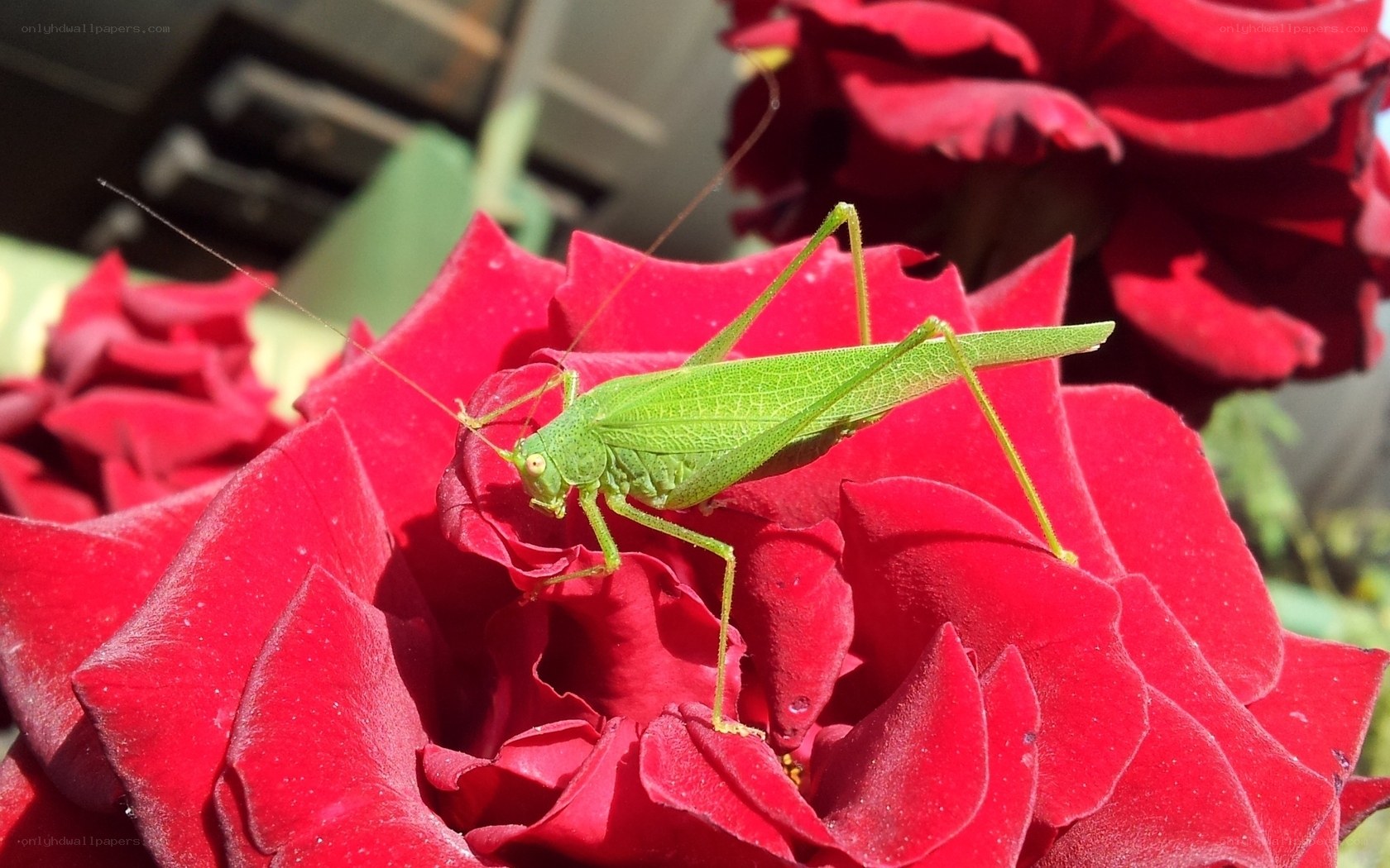 Green katydid on red rose