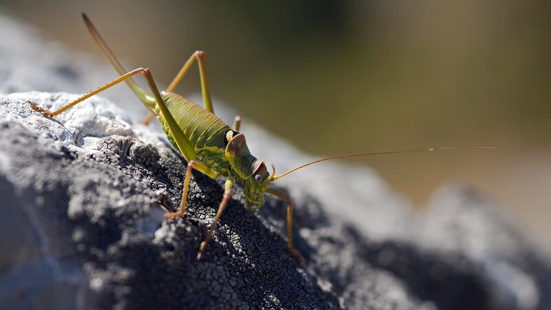 Green Katydid on Rock