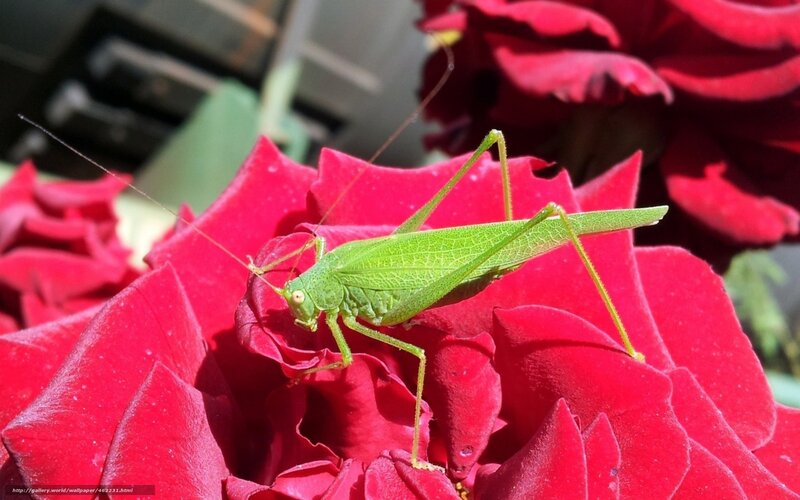 Green Katydid on Rose — Red, Calm
