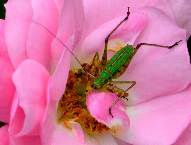 Green Katydid on Rose