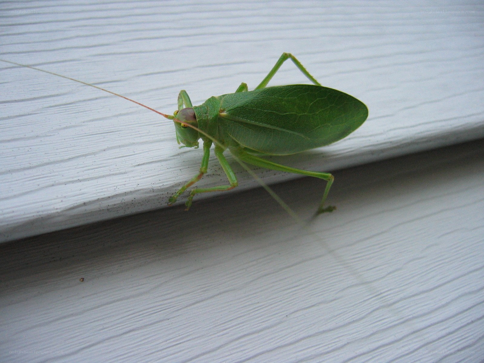 green katydid on siding