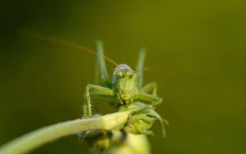 Green Katydid on Stem