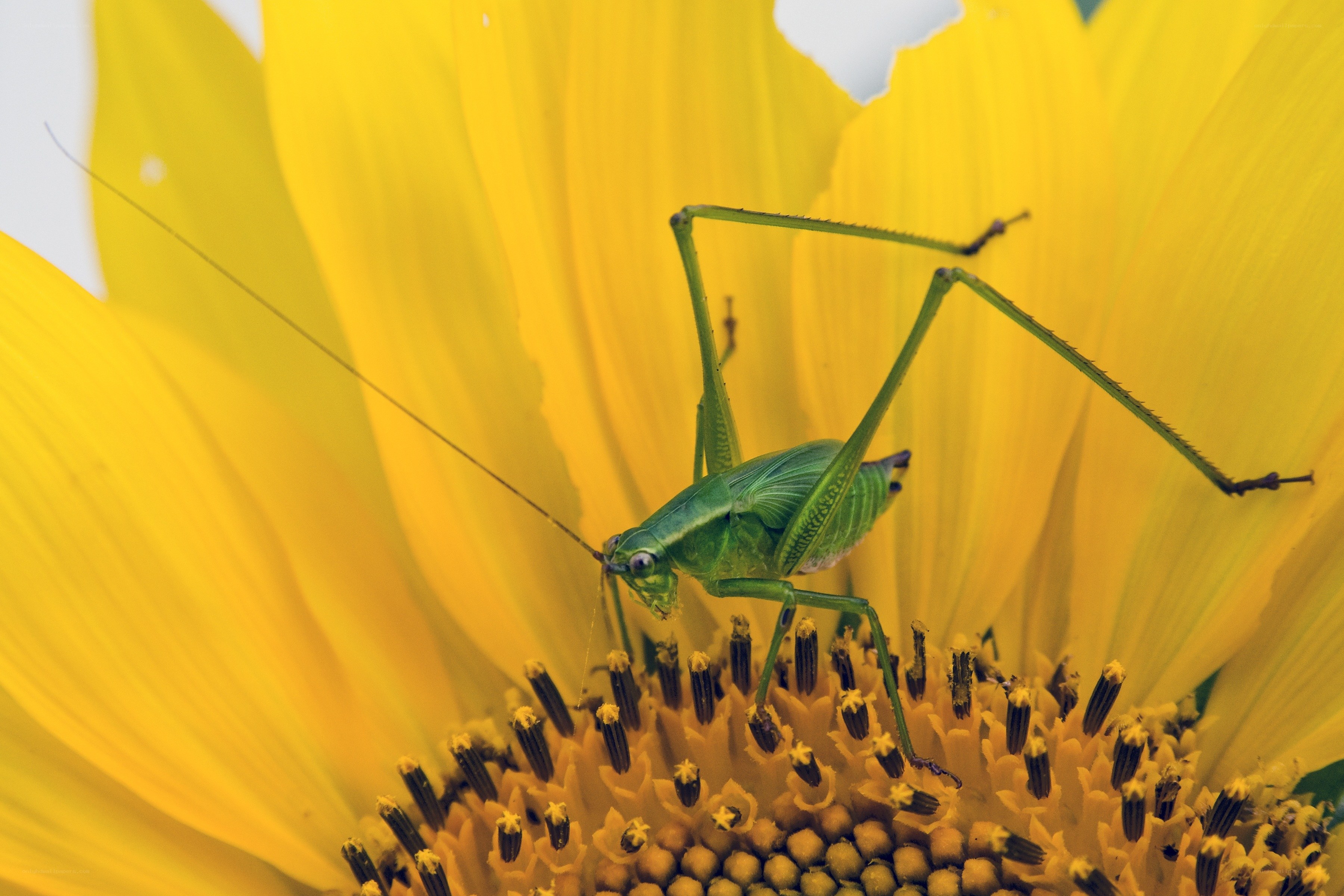 Green katydid on sunflower