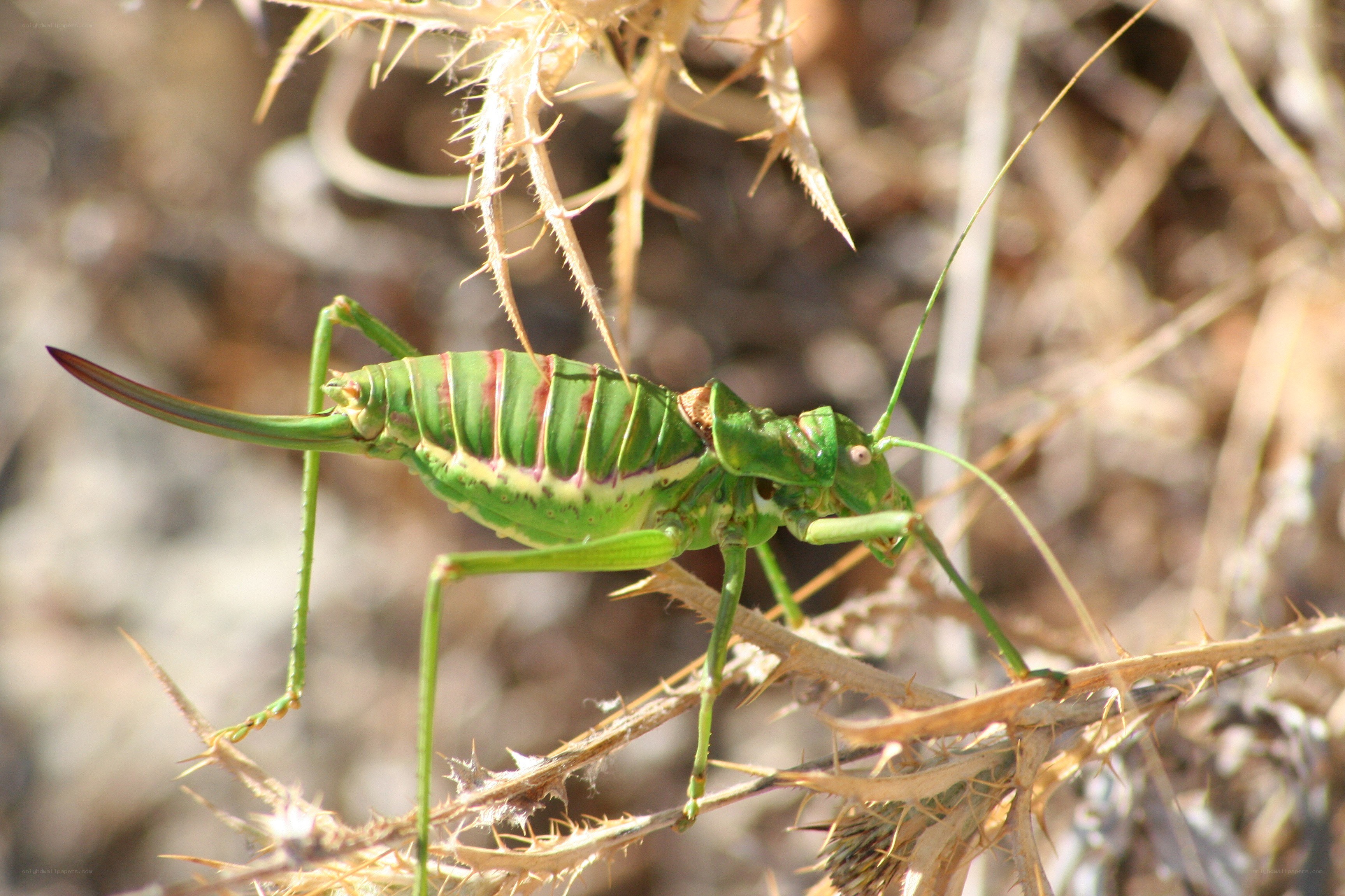 green katydid on thistle