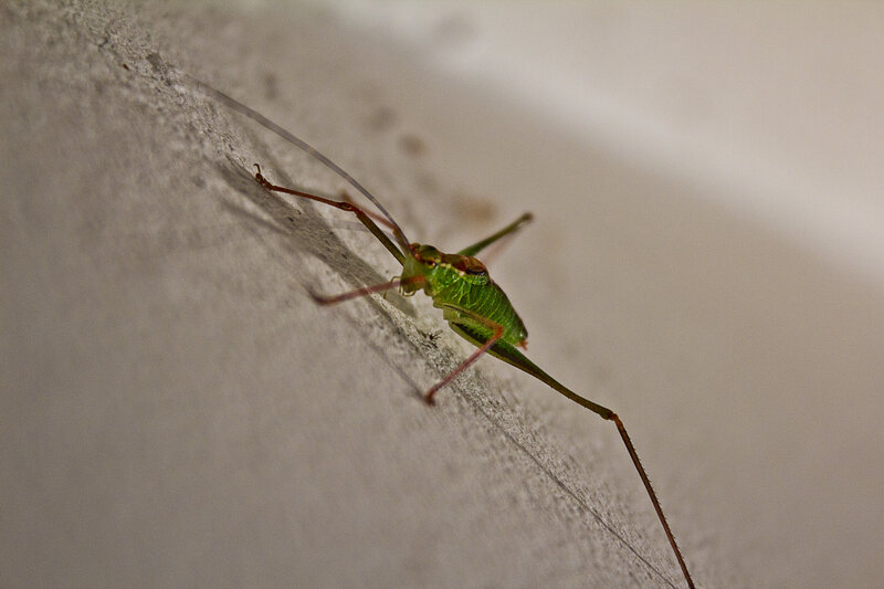green katydid on wall