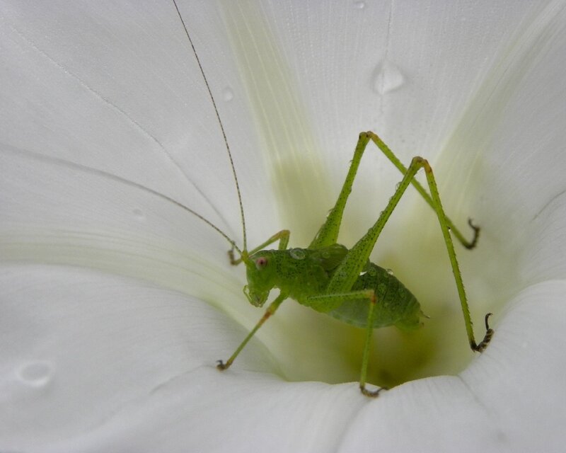 Green katydid on white flower