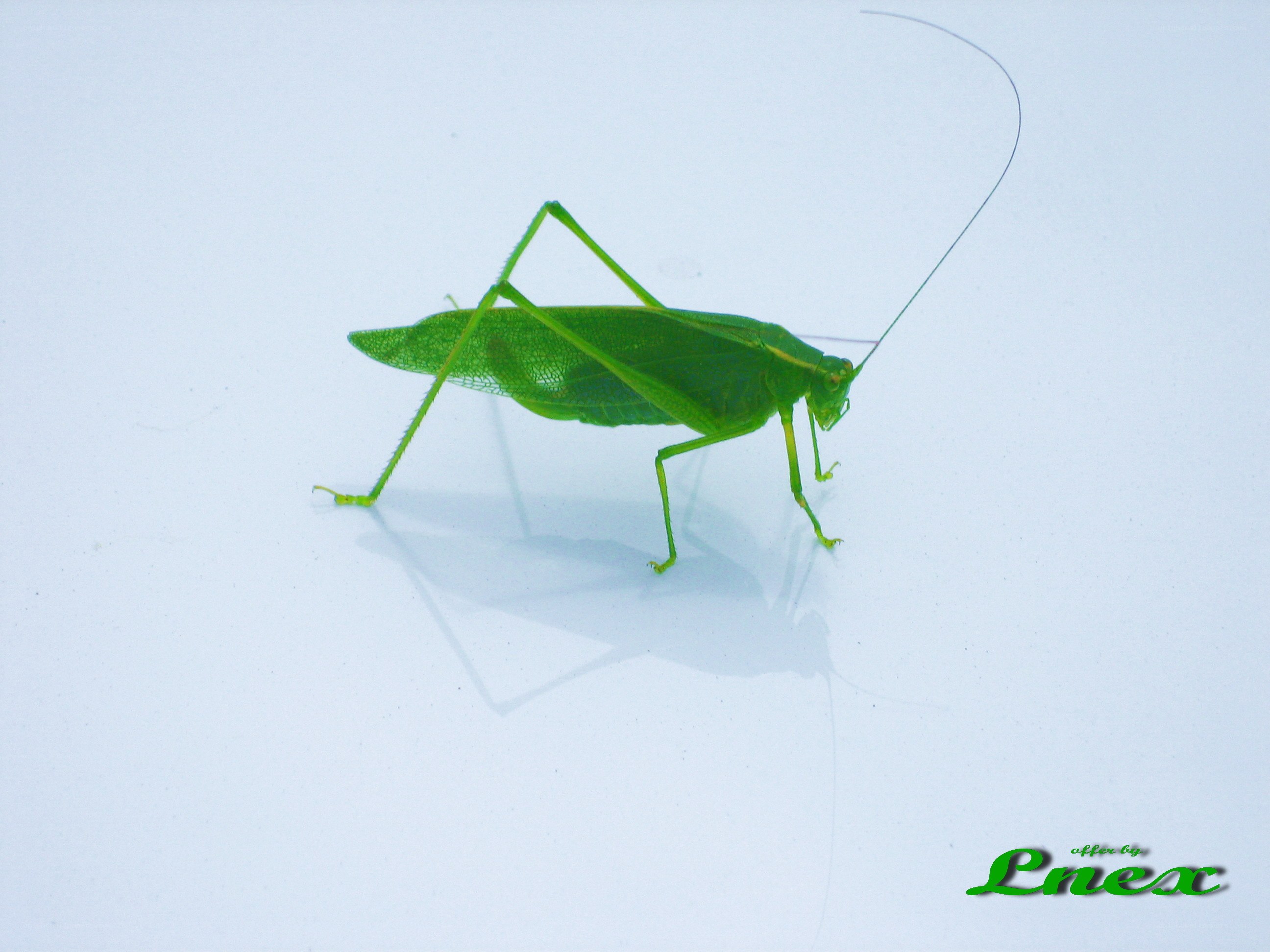 green katydid on white surface