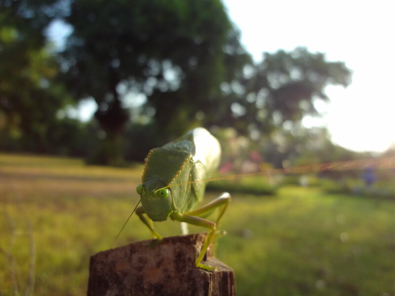 Green Katydid on Wood
