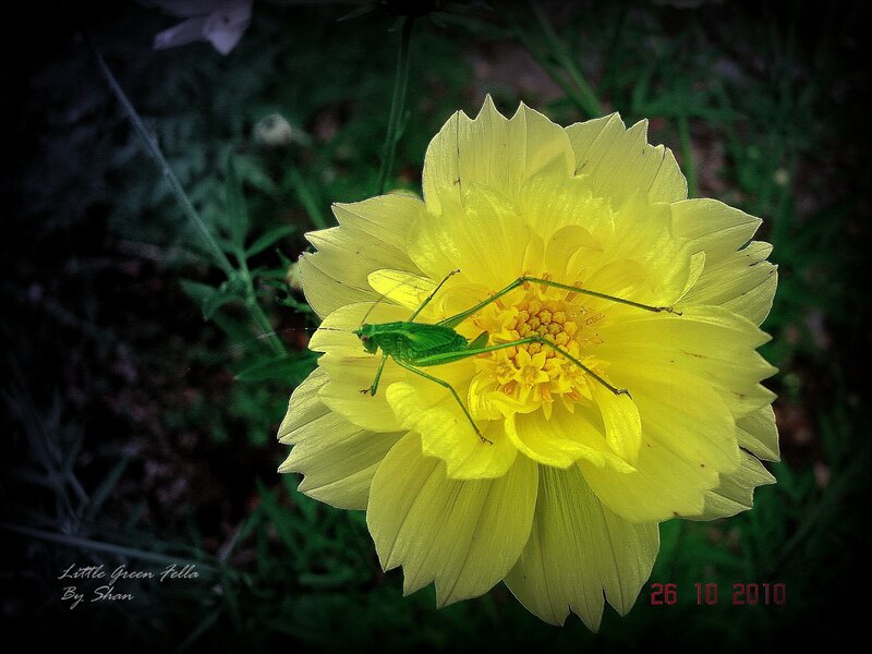 Green Katydid on Yellow Flower — Dramatic