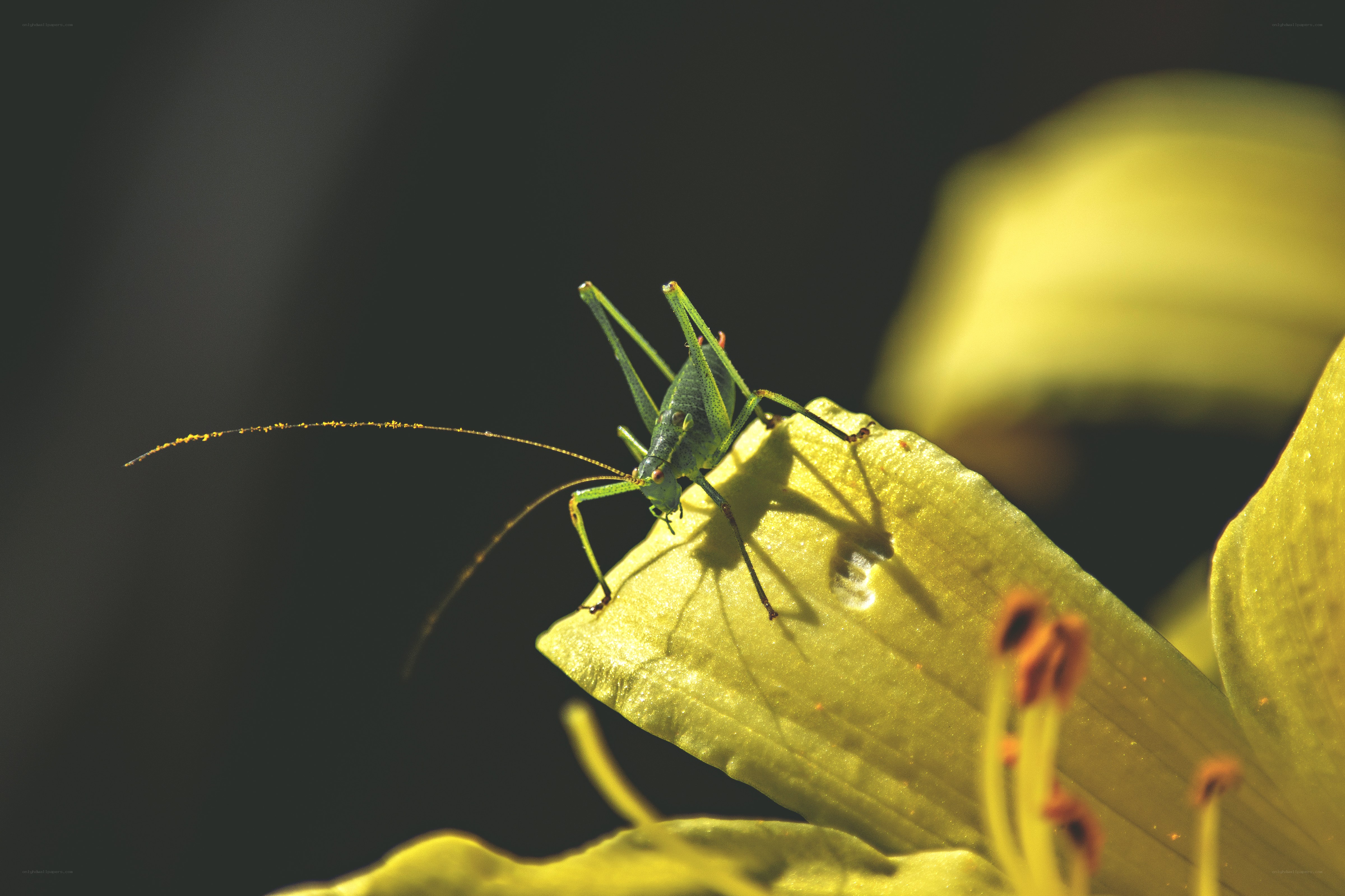 Green katydid on yellow flower