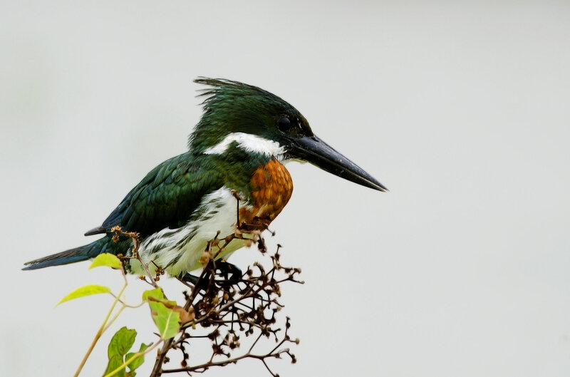 Green Kingfisher Bird
