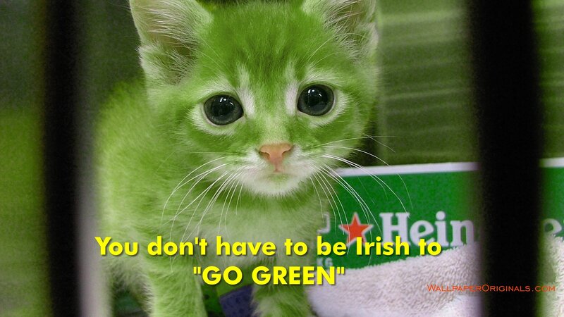 Green Kitten in Cage