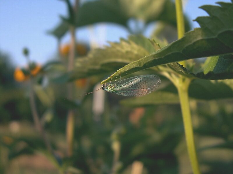 Green lacewing on a leaf