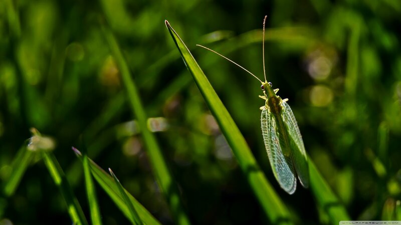 Green Lacewing on Grass