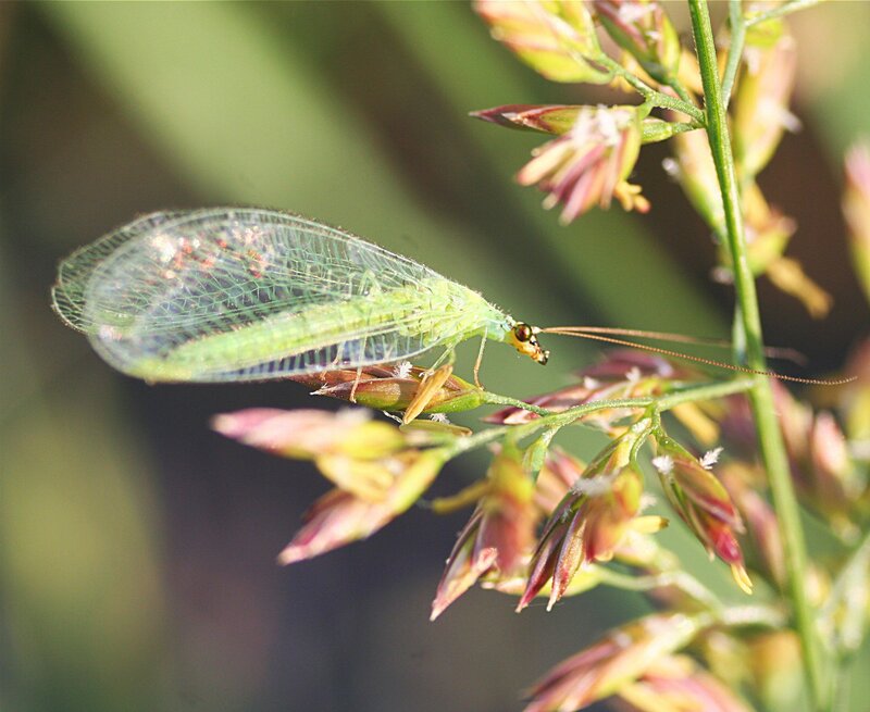 Green lacewing on plant