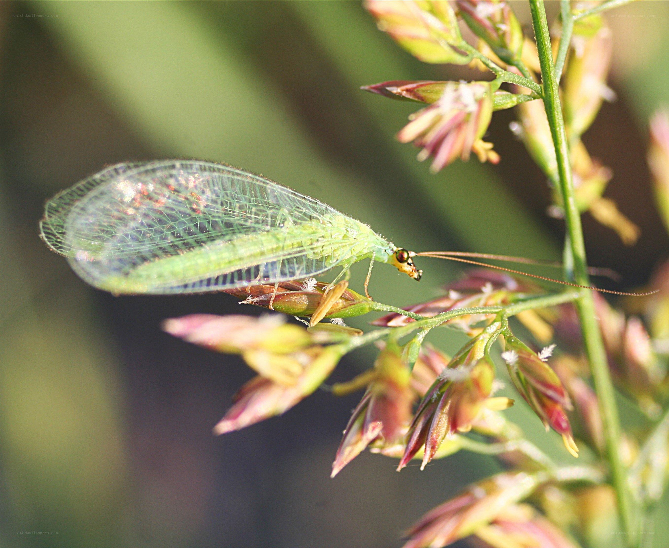 Green lacewing on plant