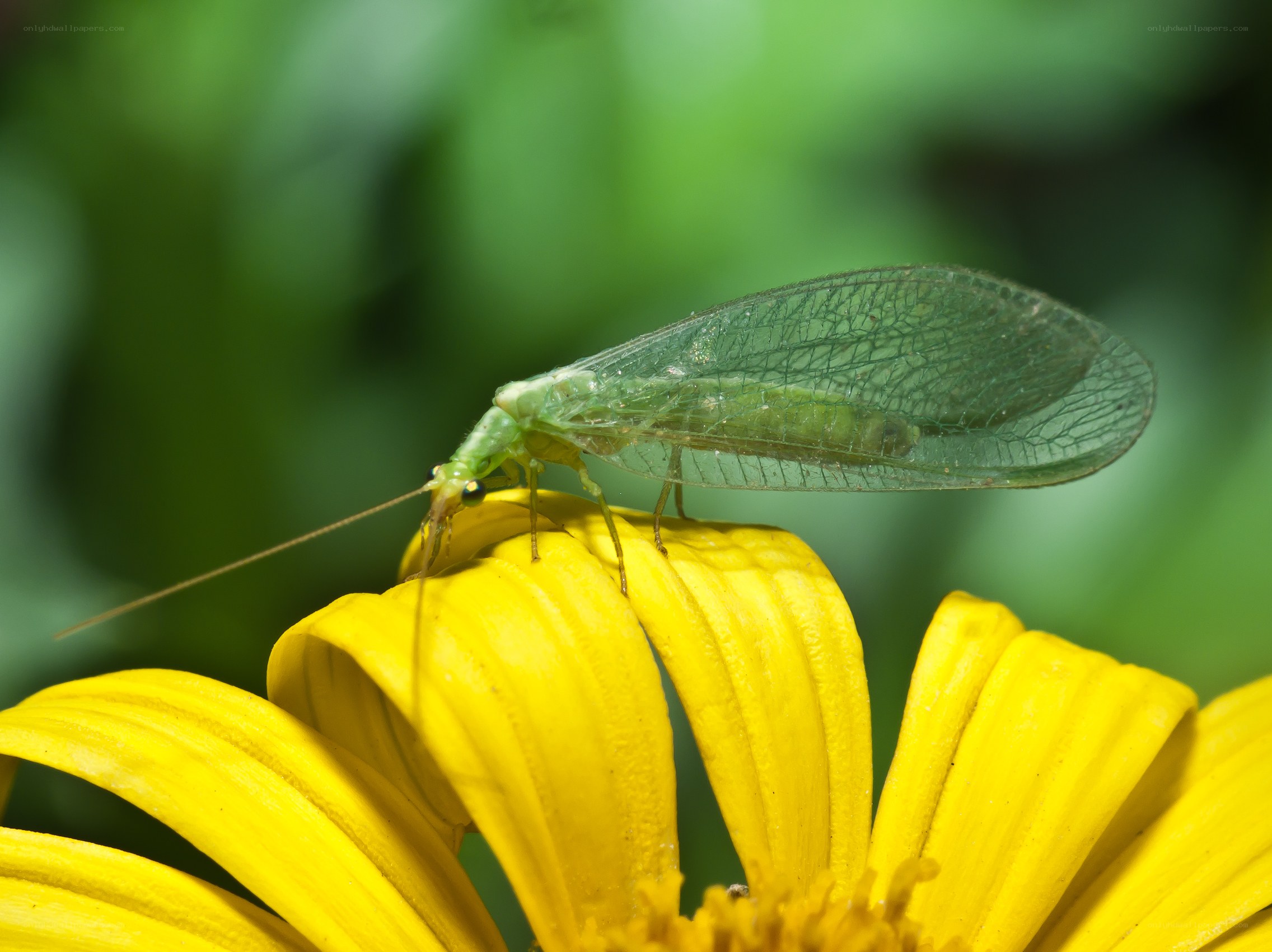 Green lacewing on yellow flower