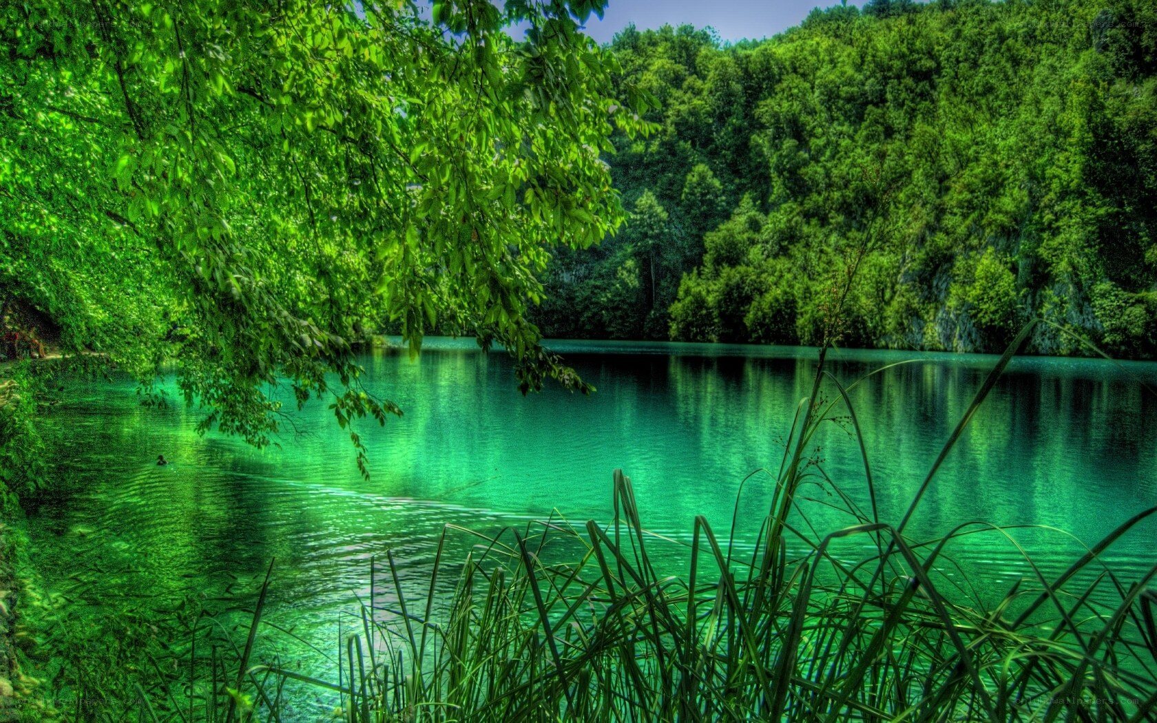 Green lake in forest