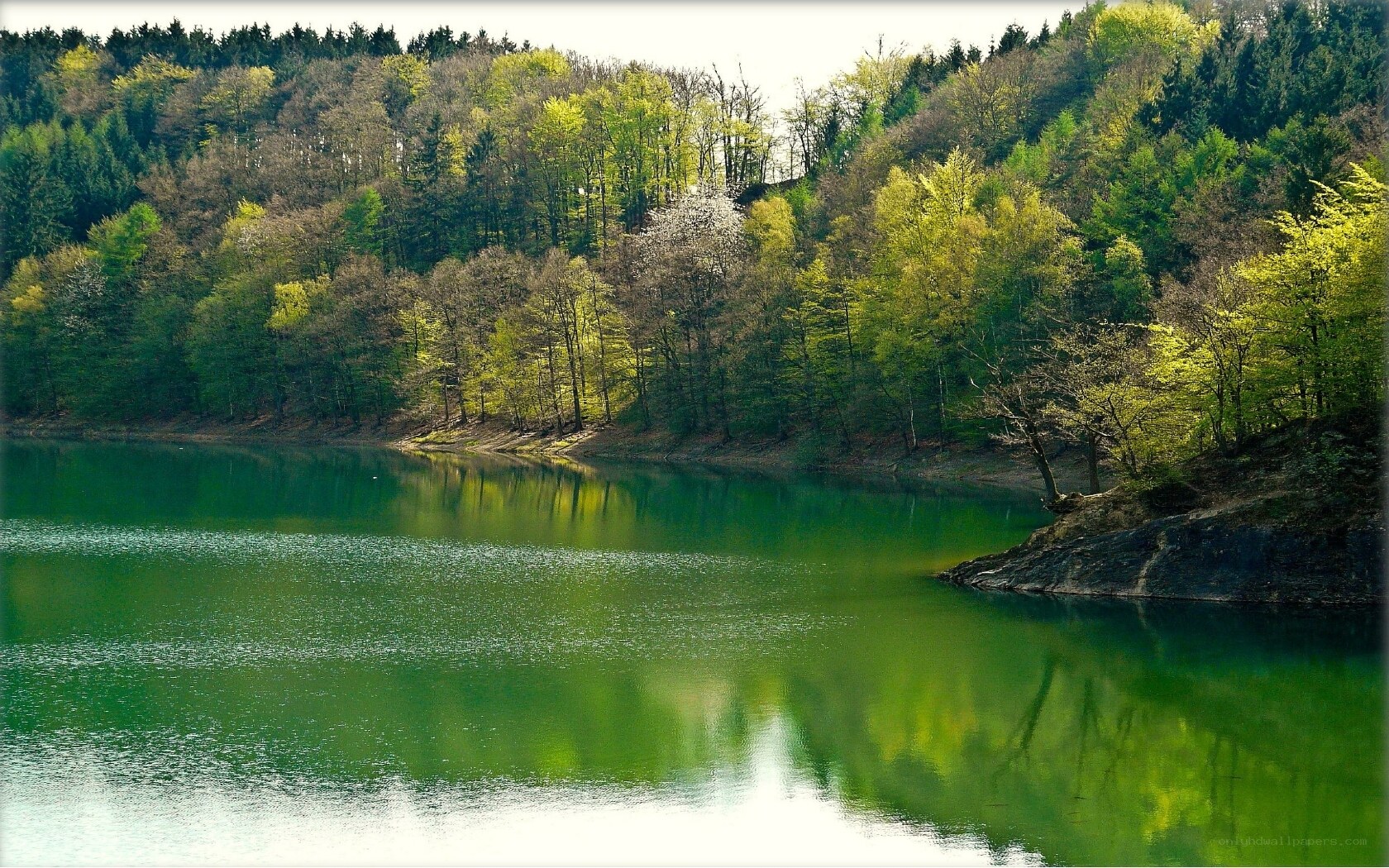 Green lake in forest