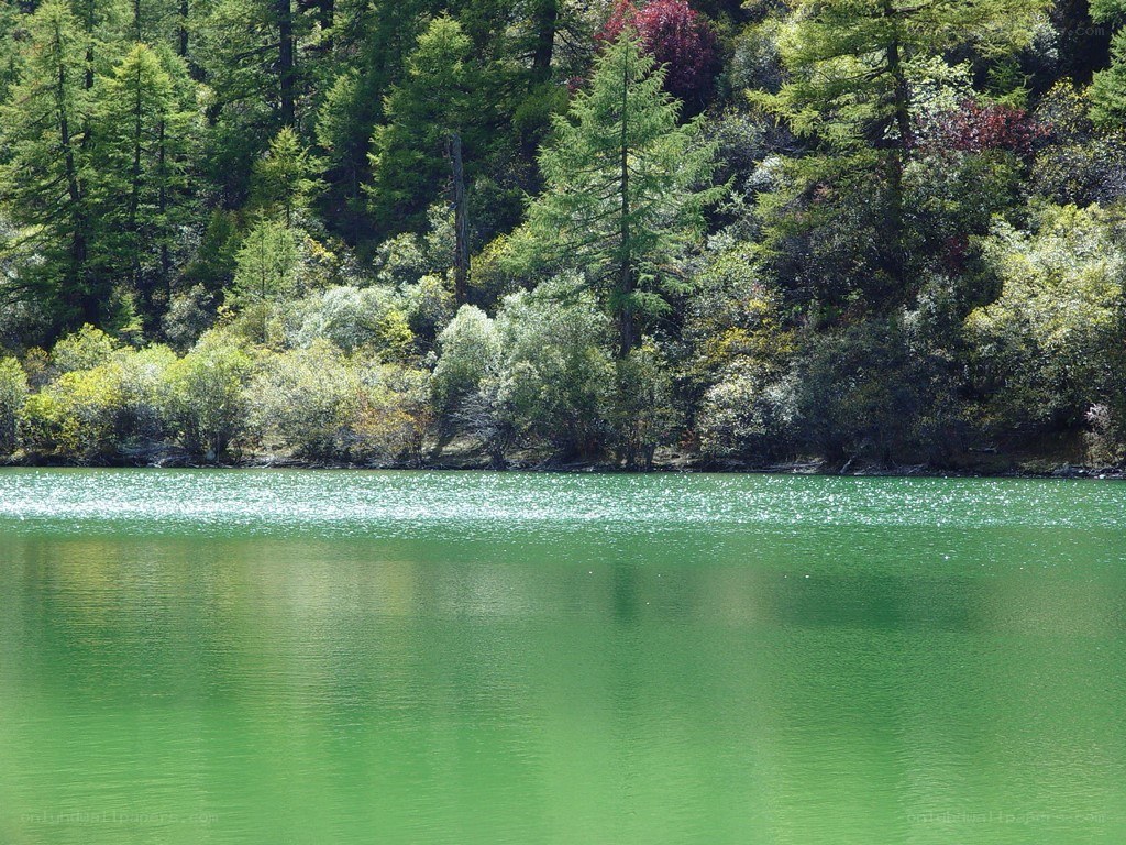 green lake in forest